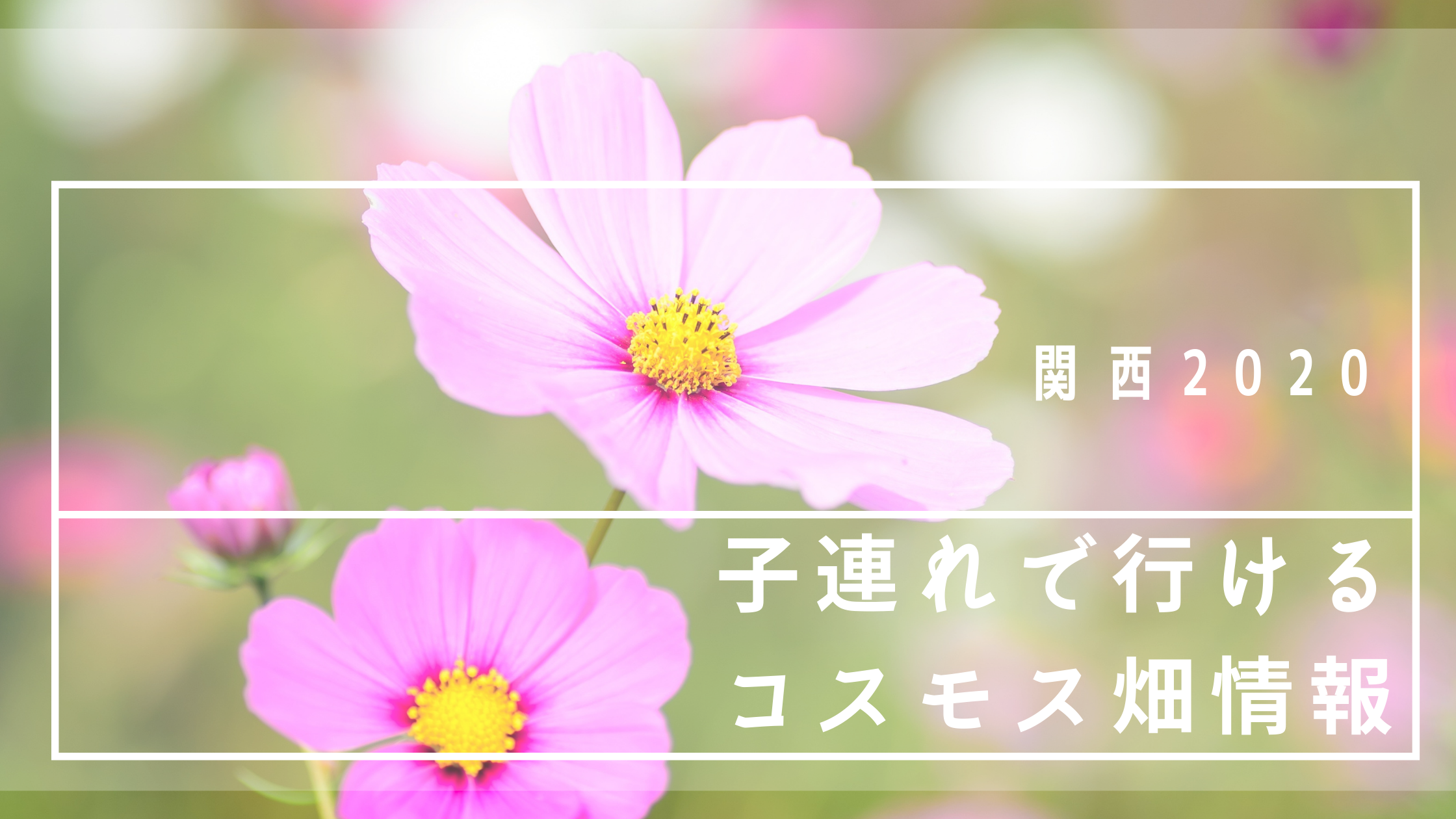 関西 子連れで行けるコスモス畑情報 年 Mama Craft